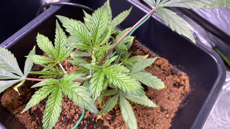 Multi strain update
