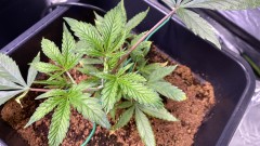 Multi strain update