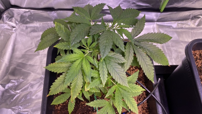 Multi strain update