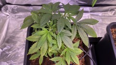 Multi strain update