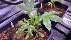 Multi strain update