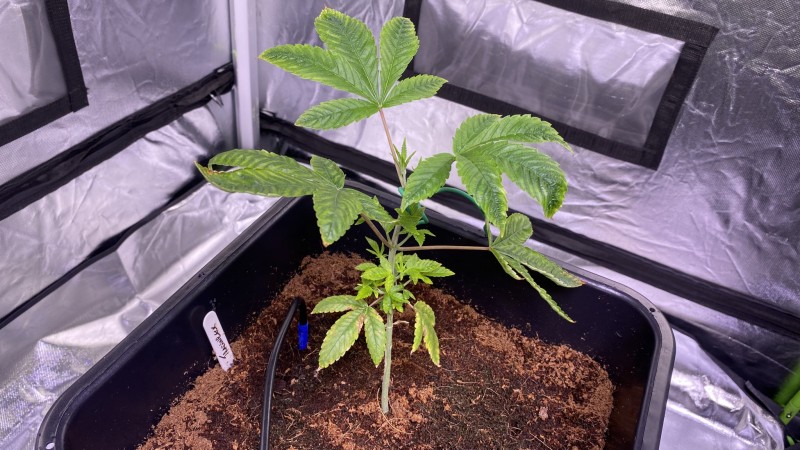 Multi strain update