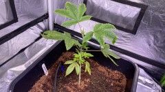 Multi strain update