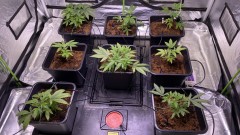 Multi strain update