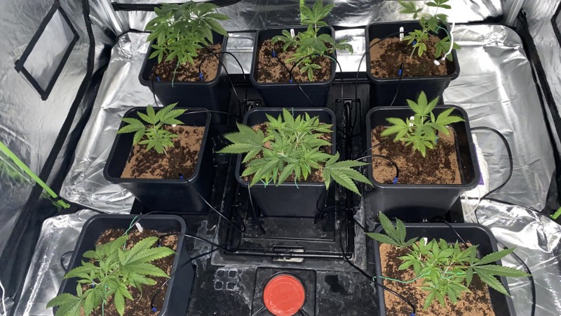 Multi strain update