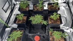 Multi strain update