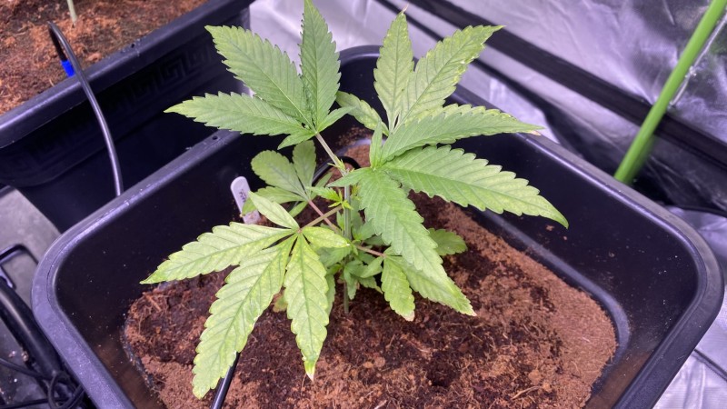 Multi strain update