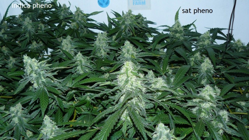 drobes 09 10 21 002