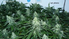 drobes 09 10 21 002