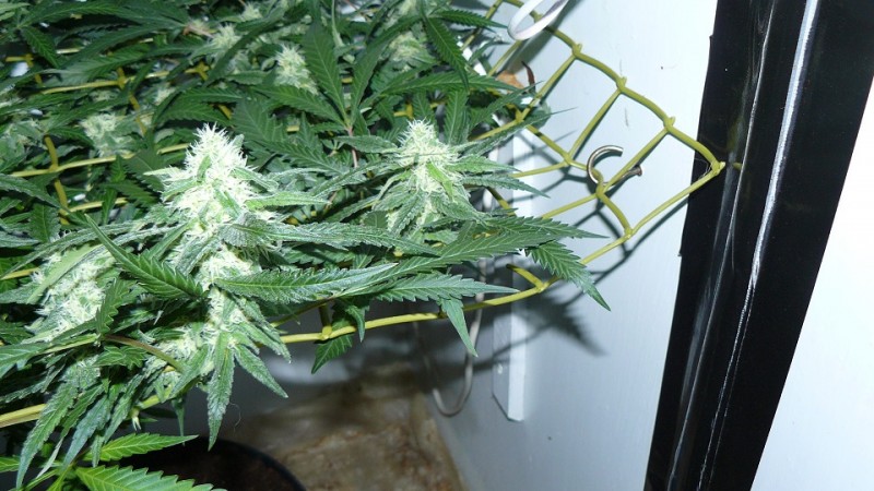 drobes 09 10 21 006