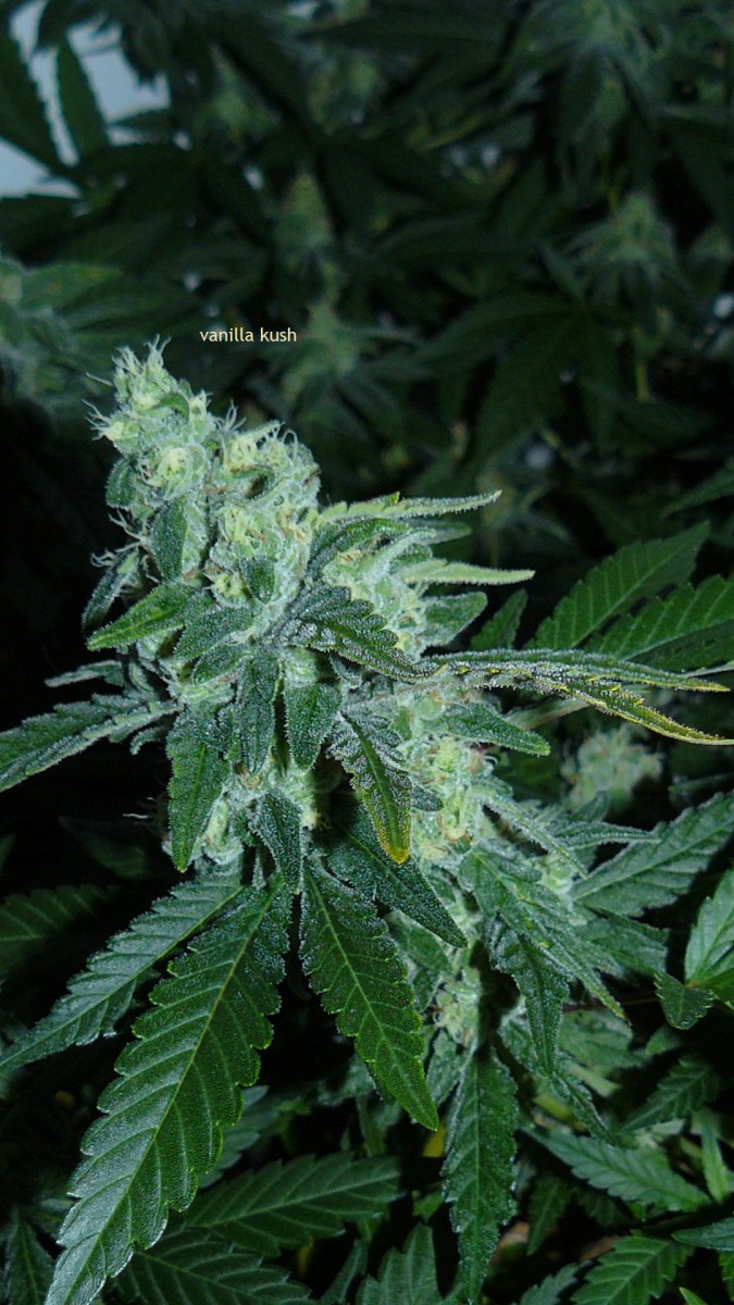 drobes 09 10 21 010