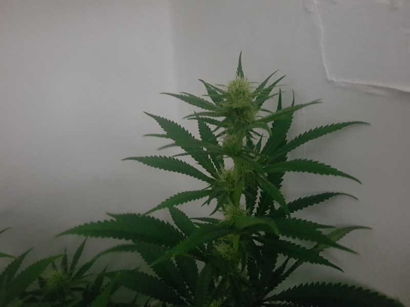 20181203_074741
