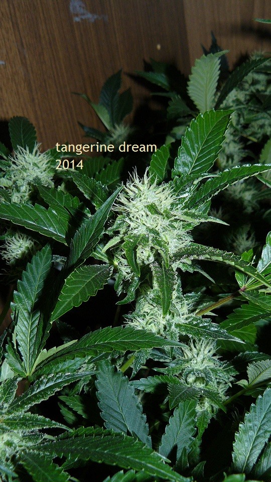 drobes 09 10 21 043