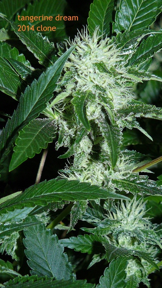 drobes 09 10 21 045