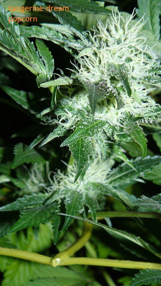 drobes 09 10 21 048