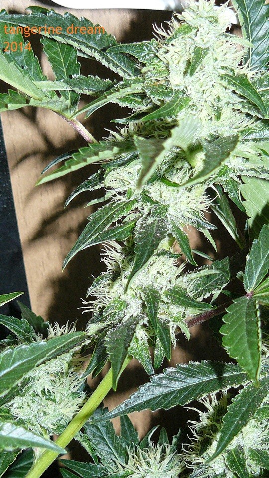 drobes 09 10 21 050