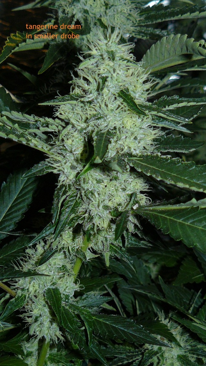 drobes 09 10 21 054