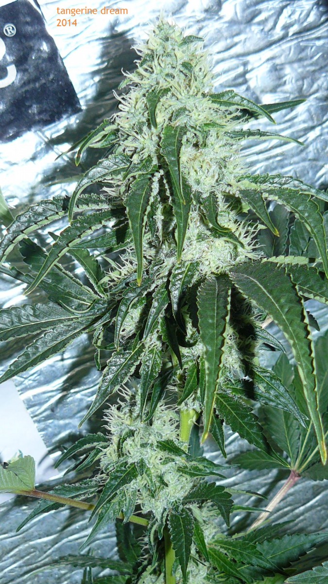 drobes 09 10 21 056