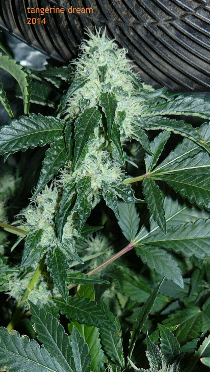 drobes 09 10 21 058