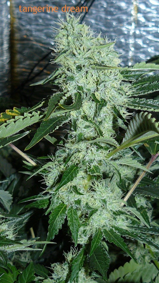 drobes 09 10 21 059