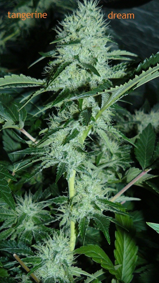 drobes 09 10 21 060