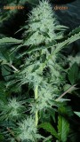 drobes 09 10 21 060