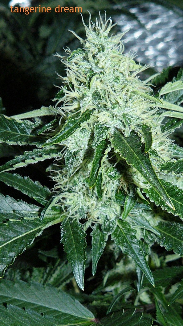 drobes 09 10 21 061