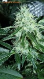 drobes 09 10 21 061