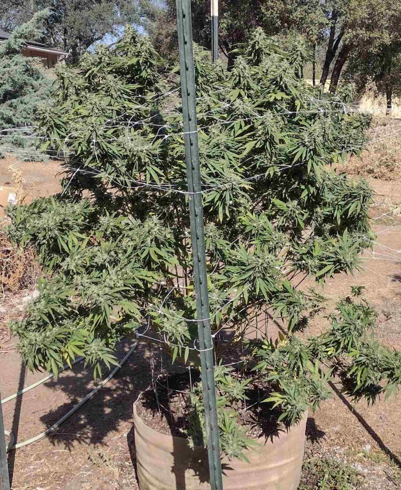 Super Sour Diesel