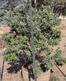 Super Sour Diesel