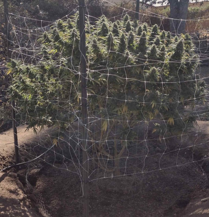 Super Sour Diesel