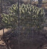 Super Sour Diesel