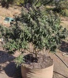 Sundae Driver