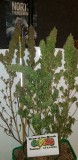 2021-10-11 Grow