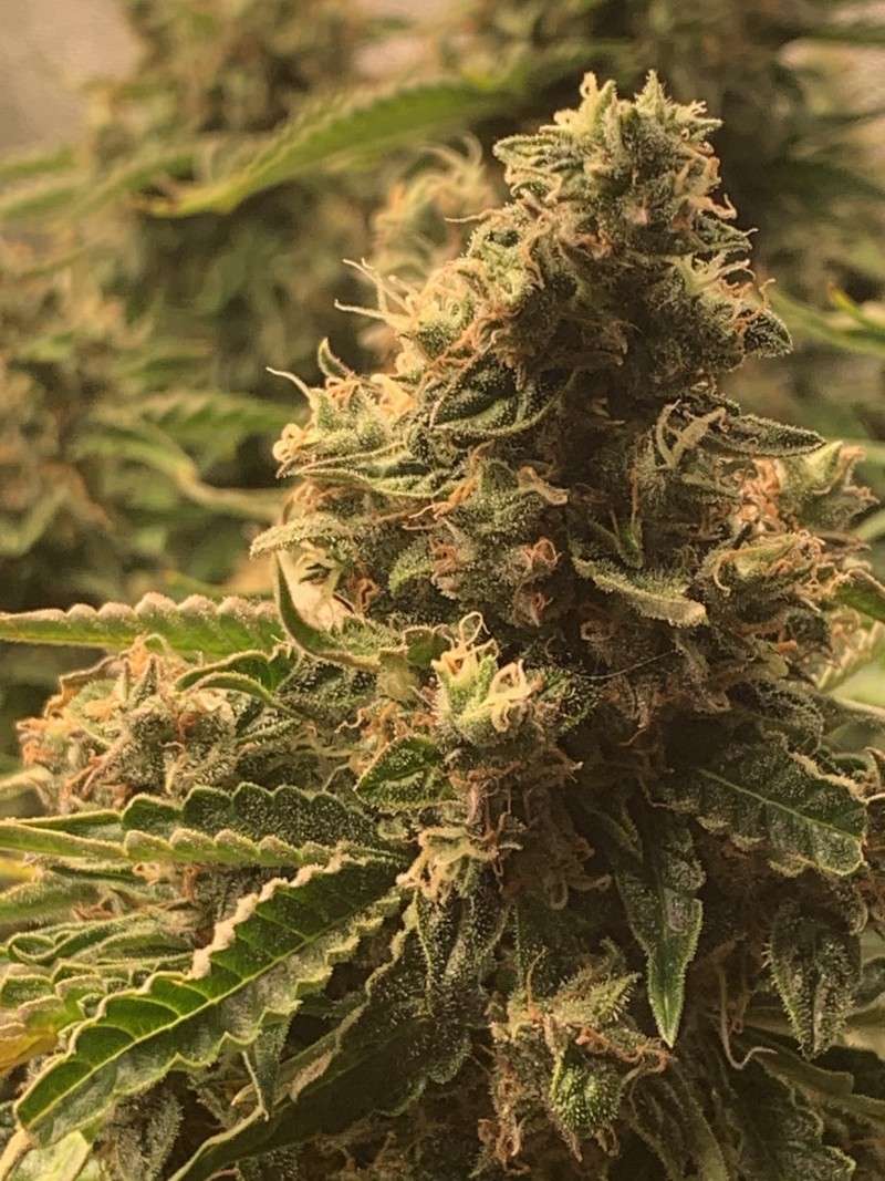 Bud 1