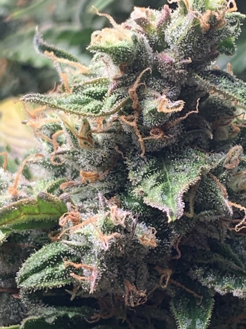 Another Bud