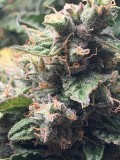 Another Bud