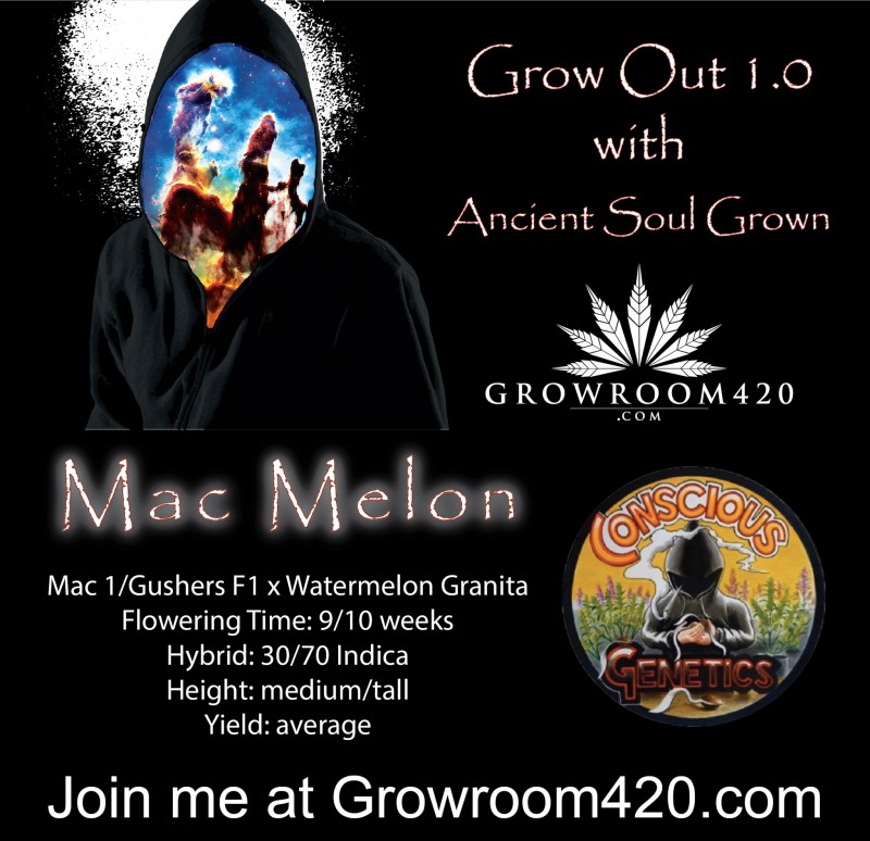 Mac Melon_V1-01