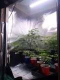 VEG ISHB60