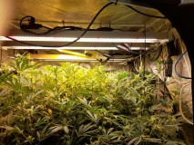 Agent Orange