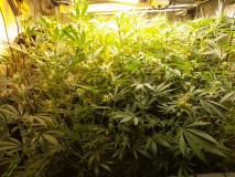 Agent Orange