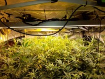 Agent Orange