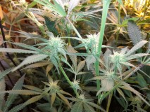 Agent Orange