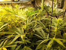 Agent Orange