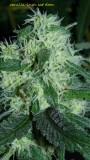 drobes 15 10 21 023