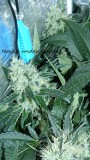 drobes 15 10 21 048