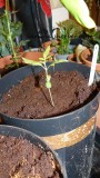 drobes 15 10 21 077