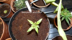 drobes 15 10 21 078