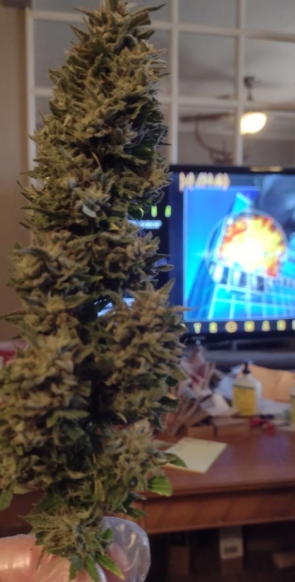 Super Sour Diesel