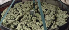 Super Sour Diesel